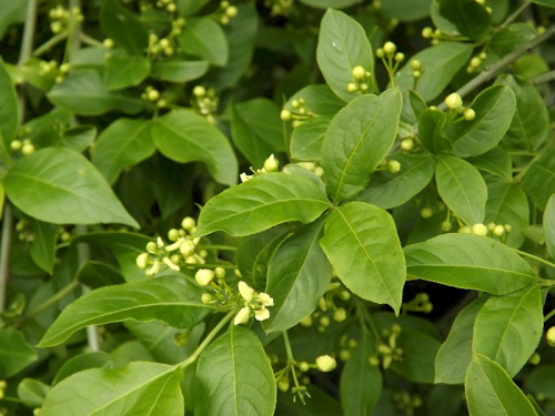 Spindle tree