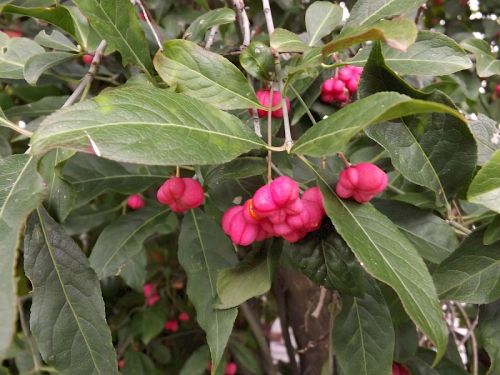 Spindle tree - image 