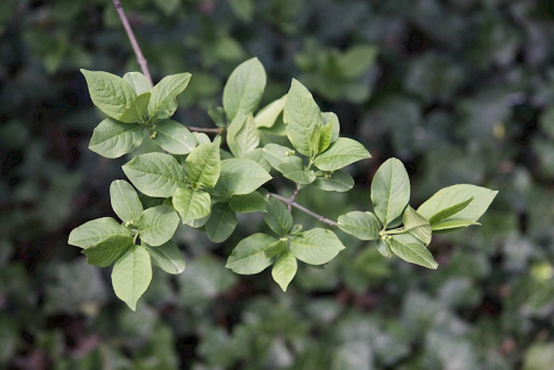 Spindle tree - image 