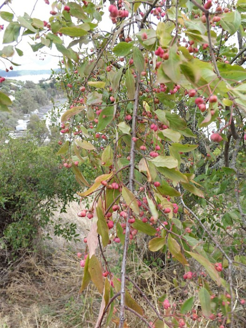 Spindle tree - image 