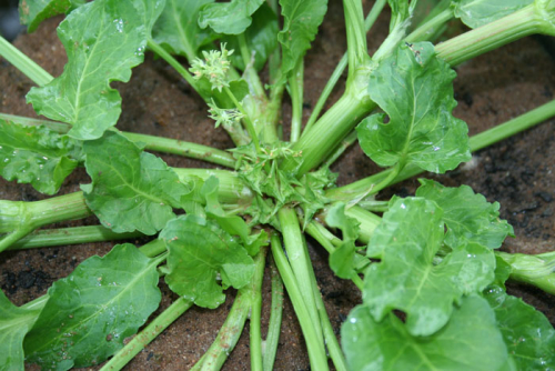 Spiny emex