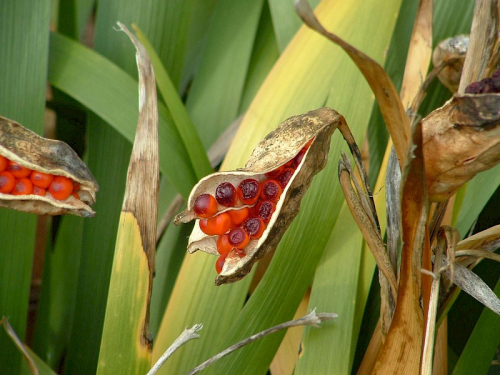 Stinking iris - image 