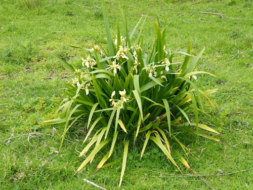 Stinking iris - image 