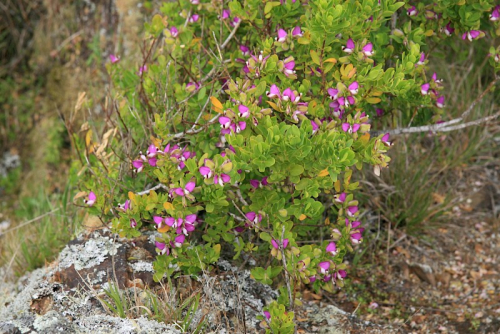 Sweet pea shrub - image 