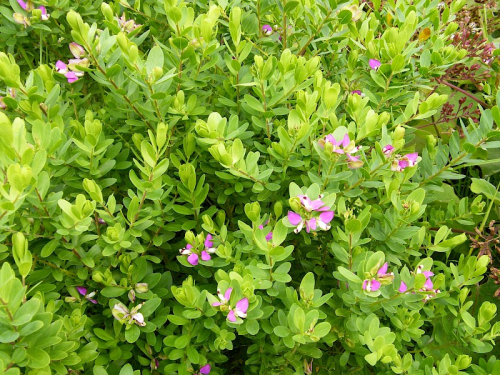 Sweet pea shrub