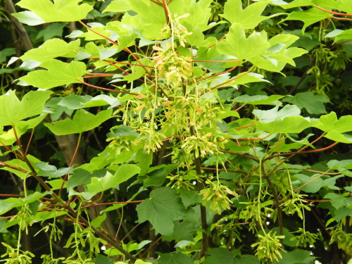 Sycamore - image 