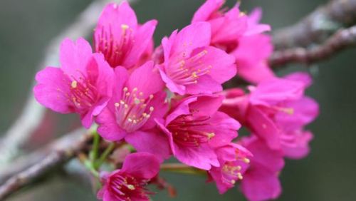Taiwan cherry - image 1