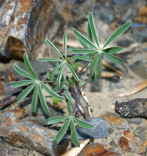 Tree lupin