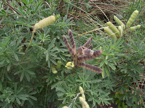 Tree lupin - image 