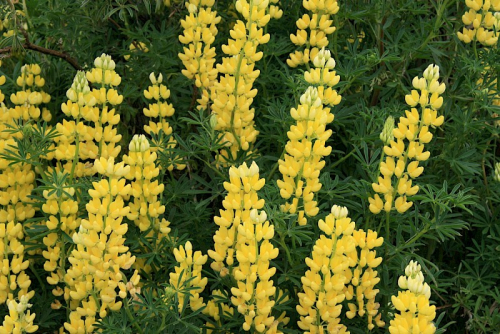 Tree lupin - image 