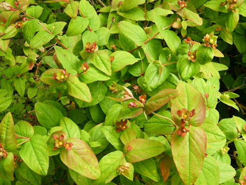 Tutsan