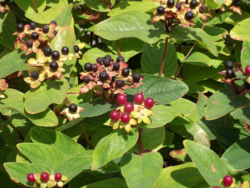 Tutsan - image 