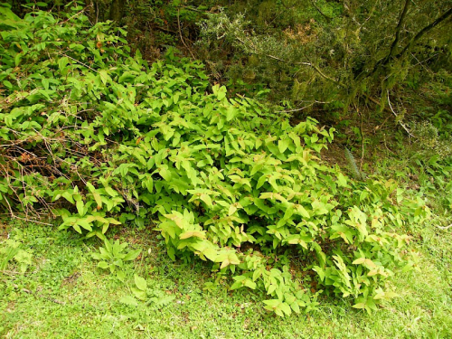 Tutsan - image 