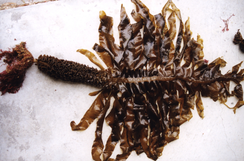 Undaria seaweed - image 