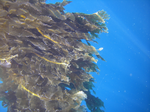 Undaria seaweed - image 