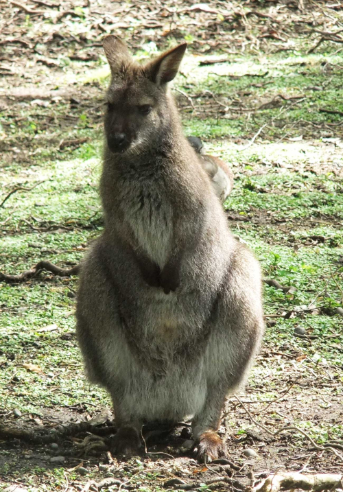 Wallaby