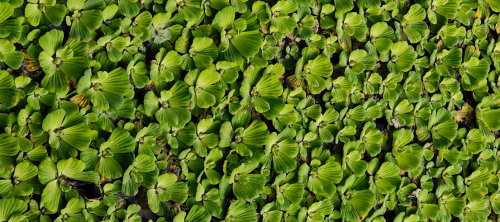 Water lettuce