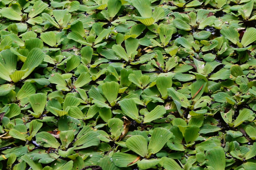 Water lettuce - image 