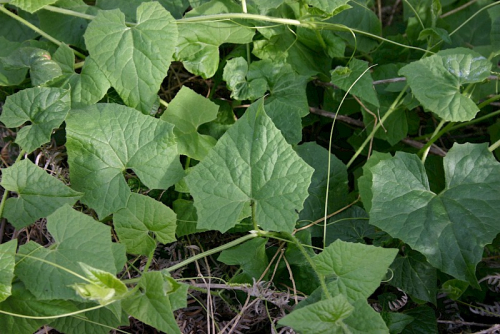 White bryony