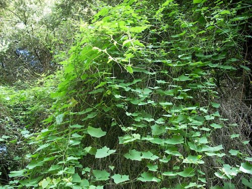 White bryony - image 