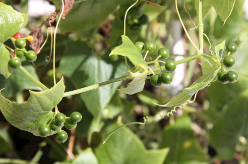 White bryony - image 