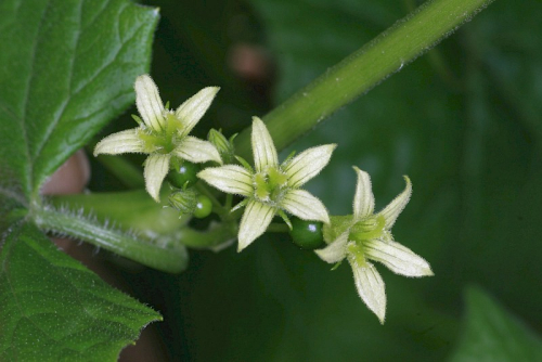 White bryony - image 