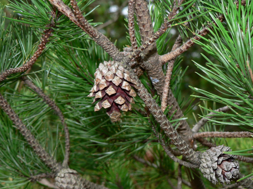 Wilding conifers