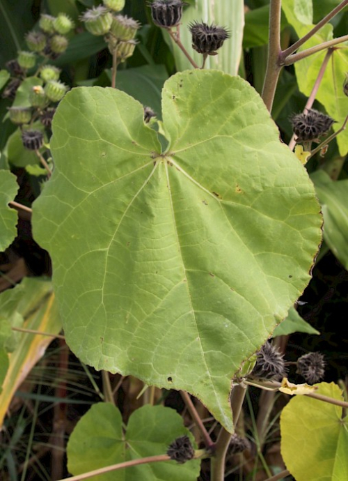 Velvetleaf - image 