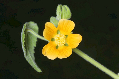 Velvetleaf