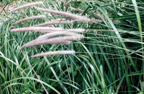 African feather grass