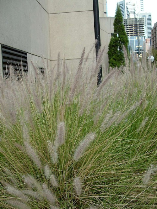 African fountain grass - image 