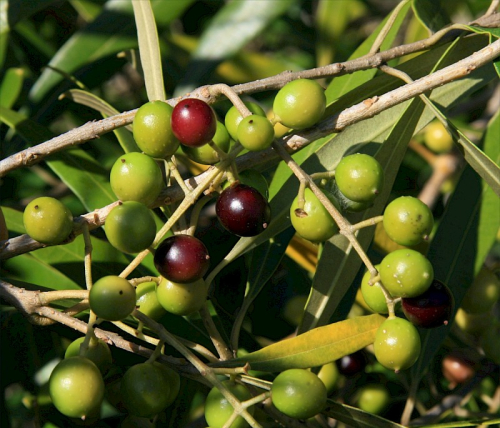 African olive - image 
