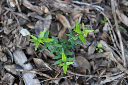African olive - image 