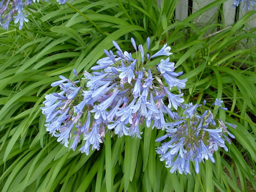 Agapanthus