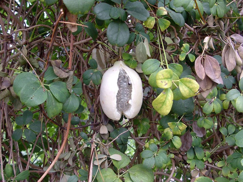 Akebia - image 