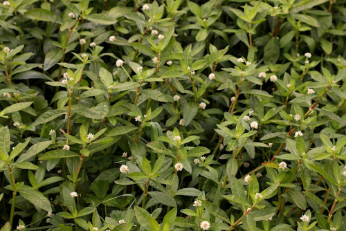 Alligator weed - image 