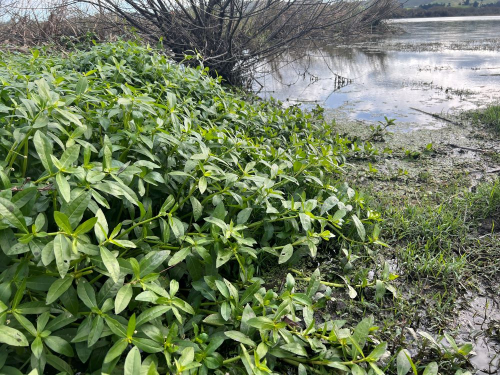 Alligator weed - image 1