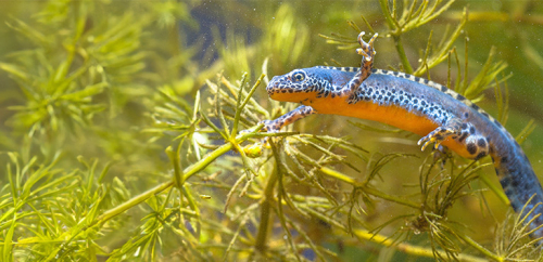 Alpine newt - image 
