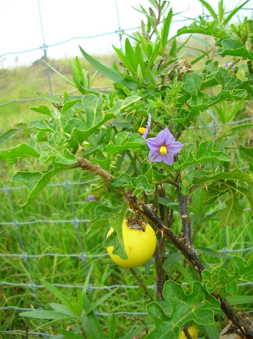 Apple of sodom