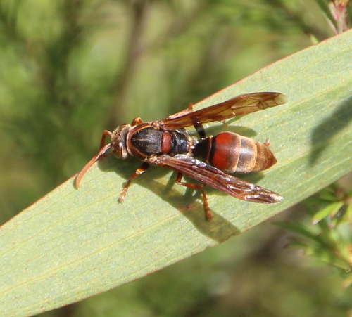 Australian paper wasp