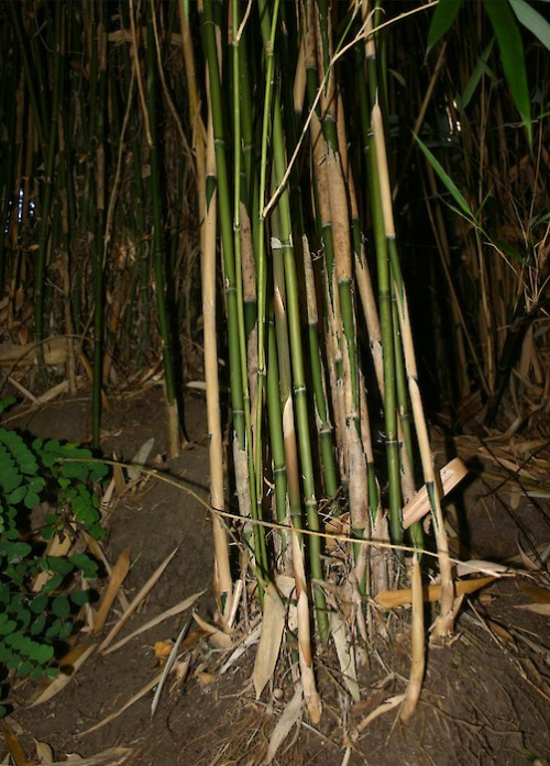 Bamboo