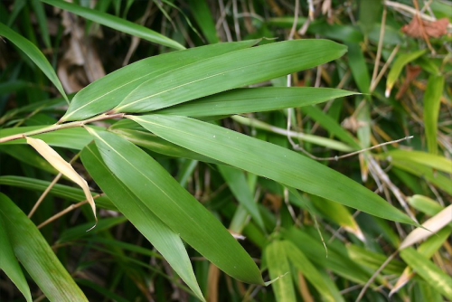 Bamboo - image 