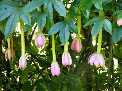 Banana passionfruit - image 1
