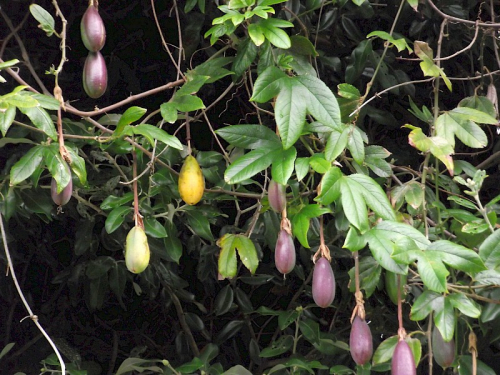 Banana passionfruit