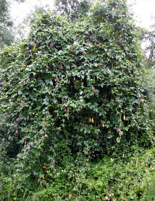 Banana passionfruit - image 