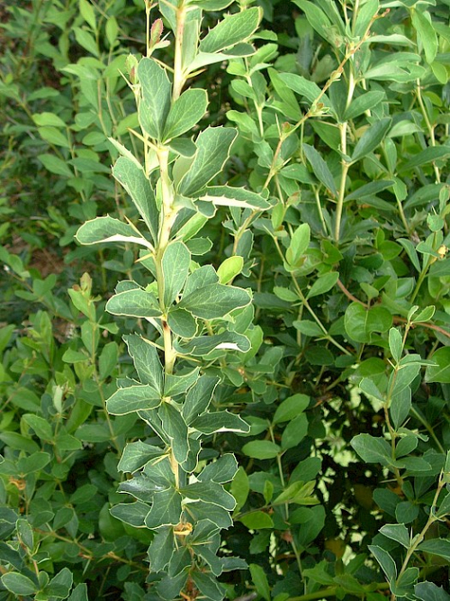Barberry - image 