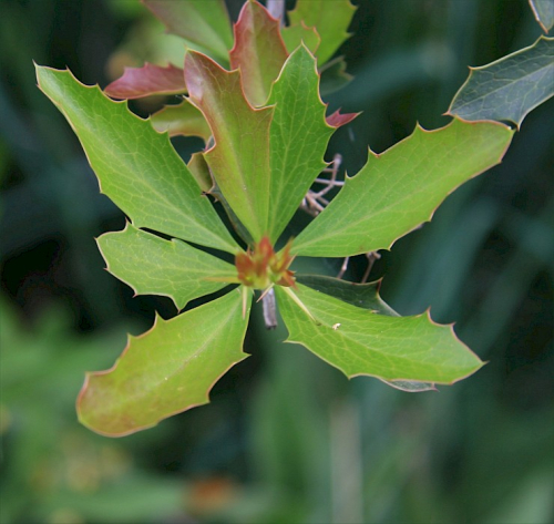 Barberry - image 