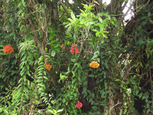 Bomarea