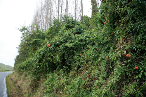 Bomarea - image 