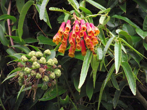 Bomarea - image 